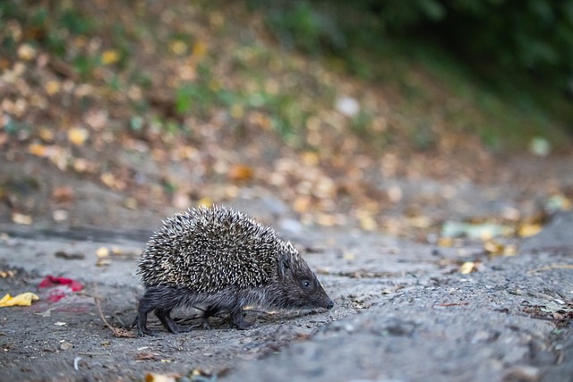 的平衡布局 的平衡布局