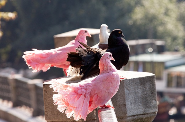 中超第5輪廣州城0-0滄州雄獅 蒂亞戈錯失良機蘇祖林創益先後傷退.